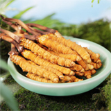 Wild and Fresh Cordyceps Sinensis from China Tibet, 20 pieces, Free to Get a Food Delivery Bag